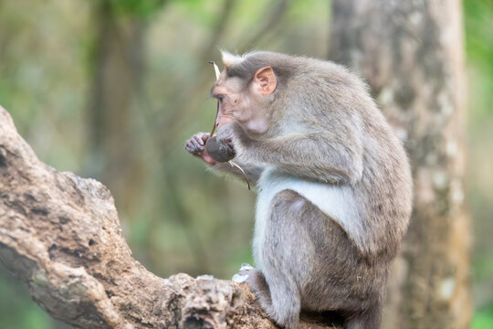 Barbary macaque ape, rhesus monkey sitting on a tree, wildlife of periyar in India, jungle and rainforest animal 