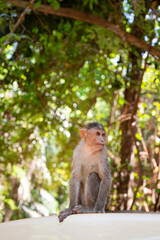 Rhesus monkey, barbary macaque ape sitting on a car roof, conflict of wildlife and urban...
