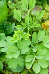 長命草・サクナ