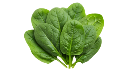 Vibrant fresh organic spinach leaves with natural water droplets provide healthy green vegetable nutrition for a balanced diet and culinary ingredient inspiration