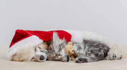 Young Poodle puppy wearing red santa hat hugs maine coon kitten on a bed at home. Pets sleep together. Kitten hugs toy bear