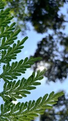 Close-up of vibrant green fern leaves.
