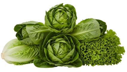 Vibrant assortment of fresh organic green lettuce varieties including crisp romaine, tender butterhead, and lush loose-leaf greens representing healthy nutritious culinary ingredients
