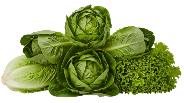 Vibrant assortment of fresh organic green lettuce varieties including crisp romaine, tender butterhead, and lush loose-leaf greens representing healthy nutritious culinary ingredients