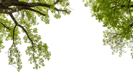 Vibrant green tree branches with fresh leaves creating a natural frame on a transparent background perfect for botanical designs and eco-friendly projects and spring concepts