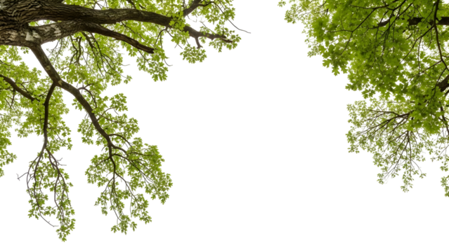 Vibrant green tree branches with fresh leaves creating a natural frame on a transparent background perfect for botanical designs and eco-friendly projects and spring concepts