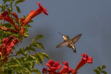 Fototapeta premium Female Ruby-throated Hummingbird hovers in a garden of trumpet flowers