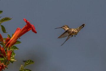 Fototapeta premium Female Ruby-throated Hummingbird hovers in a garden of trumpet flowers