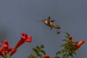 Fototapeta premium Female Ruby-throated Hummingbird hovers in a garden of trumpet flowers