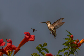 Fototapeta premium Female Ruby-throated Hummingbird hovers in a garden of trumpet flowers