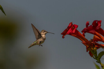 Fototapeta premium Female Ruby-throated Hummingbird hovers in a garden of trumpet flowers