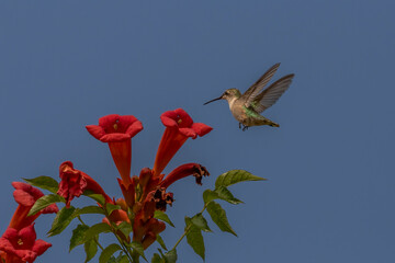 Obraz premium Female Ruby-throated Hummingbird checks out a trumpet flower for nectar