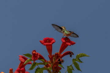 Obraz premium Female Ruby-throated Hummingbird lands on the petal of a trumpet flower