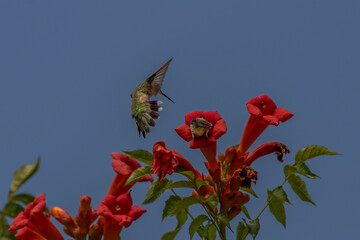 Obraz premium Female Ruby-throated Hummingbird chases another hummingbird out of a trumpet flower