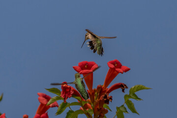 Obraz premium Female Ruby-throated Hummingbird chases another hummingbird out of a trumpet flower