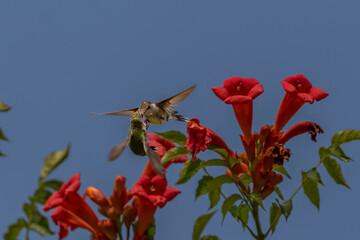 Obraz premium Female Ruby-throated Hummingbirds battle over trumpet flowers