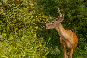 White-tailed buck checking out tasty leaves to eat