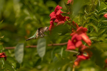 Obraz premium Female Ruby-throated Hummingbird drinks nectar from a trumpet flower