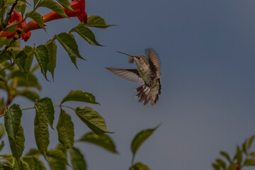 Obraz premium Female Ruby-throated Hummingbird hovers in a garden of trumpet flowers