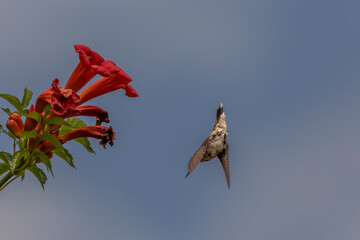 Obraz premium Female Ruby-throated Hummingbird dives towards trumpet flowers