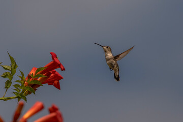 Obraz premium Female Ruby-throated Hummingbird hovers over a trumpet flower