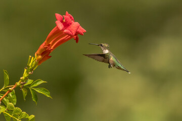 Obraz premium Female Ruby-throated Hummingbird checks out a trumpet flower for nectar