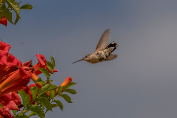 Obraz premium Female Ruby-throated Hummingbird dives towards trumpet flowers