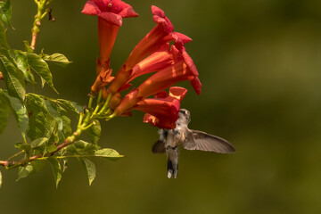 Obraz premium Female Ruby-throated Hummingbird drinks nectar from a trumpet flower
