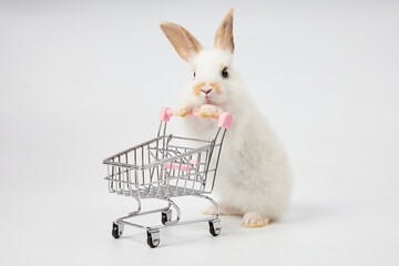 cute rabbit pushing empty shopping trolley cart and looking some food, isolated on white background © offsuperphoto