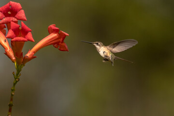 Obraz premium Female Ruby-throated Hummingbird hovers in a garden of trumpet flowers