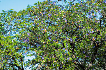 Fototapeta premium Arbre en fleurs au printemps en Namibie