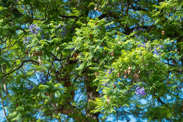  Arbre en fleurs au printemps en Namibie