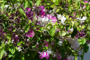 Bougainvillier au feuillage blanc et mauve