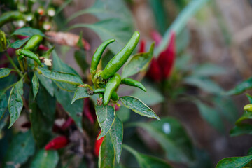 Pepper grows in the field,