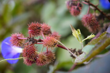 Castor oil plant (Ricinus communis) castor bean tree in garden