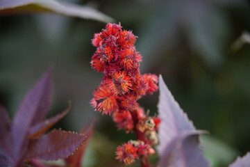 Castor oil plant (Ricinus communis) castor bean tree in garden
