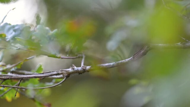 European Robin perched on a oak branch in a forest alley take flight. Erithacus rubecula, Quercus sp, Sologne, Loiret 45, région Centre Val de Loire, France, European Union, Europe