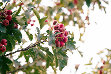 Obraz premium Ripe berries large-fruited hawthorn hanging on a branch tree in the orchard