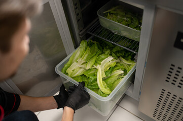 Worker putting romaine lettuce into cold storage for preservation