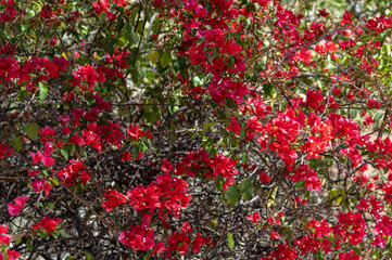 Gros plan sur un bougainvillier rouge