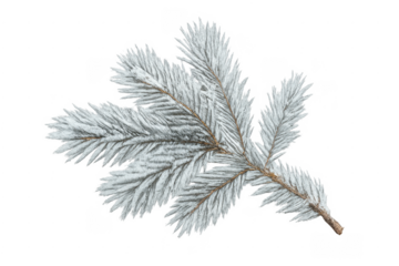 Pine branch with snow and frost on transparent background