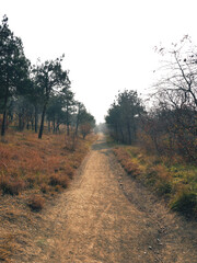 Autumn forest with narrow road