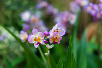 Fototapeta premium Delicate purple and white ground orchids in close-up. Vibrant tropical bloom against a lush green background. Tranquil macro nature shot.