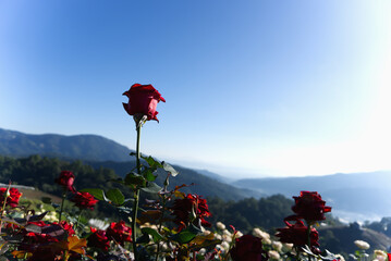 A striking, deep red rose stands tall on its stem, reaching toward clear blue sky. Flower on misty...