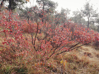 Autumn forest view in the morning