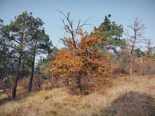 Autumn forest view in the morning