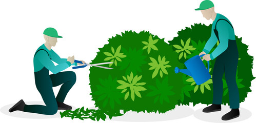Urban planting and landscaping concept. Workers pruning and trimming bushes, watering and caring of plants.