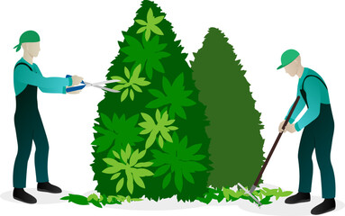 Urban planting and landscaping concept. Workers pruning and trimming trees and caring of plants, remove fallen leaves