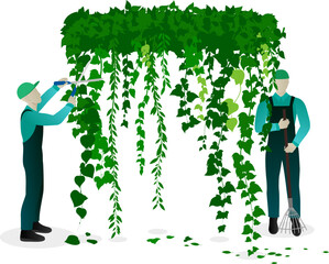 Urban planting and landscaping concept. Workers pruning, trimming and caring of hanging vines.