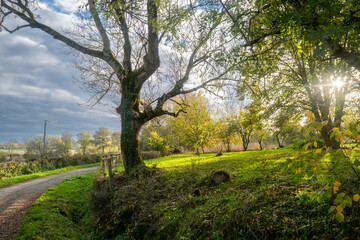 vue d'un paysage avec un arbre et un ciel nuageux dans le centre de la France en Europe